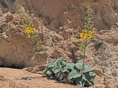 Verbascum arcturus