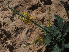 Verbascum arcturus