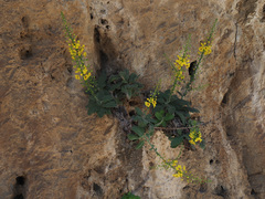 Verbascum arcturus