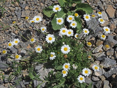 Anthemis chia