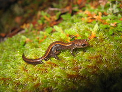 Plethodon elongatus