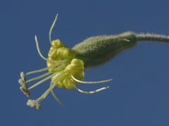 Silene gigantea