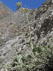 Silene gigantea