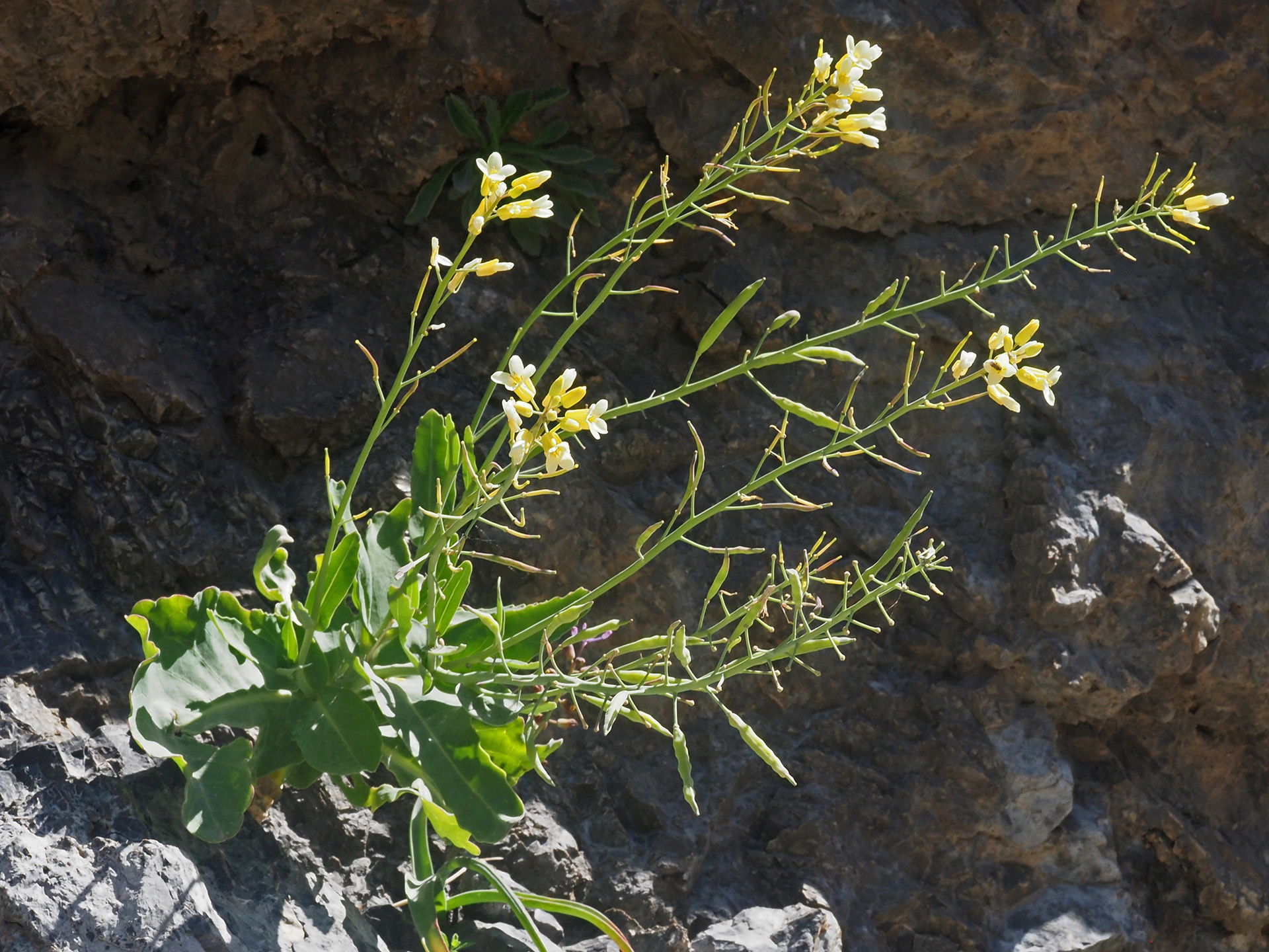 Brassica cretica