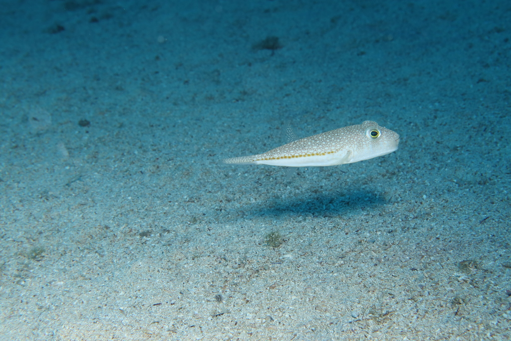 Small spotted pufferfish swimming just above a sandy seabed, with a yellow-ringed eye; listed on iNaturalist as Torquigener flavimaculosus