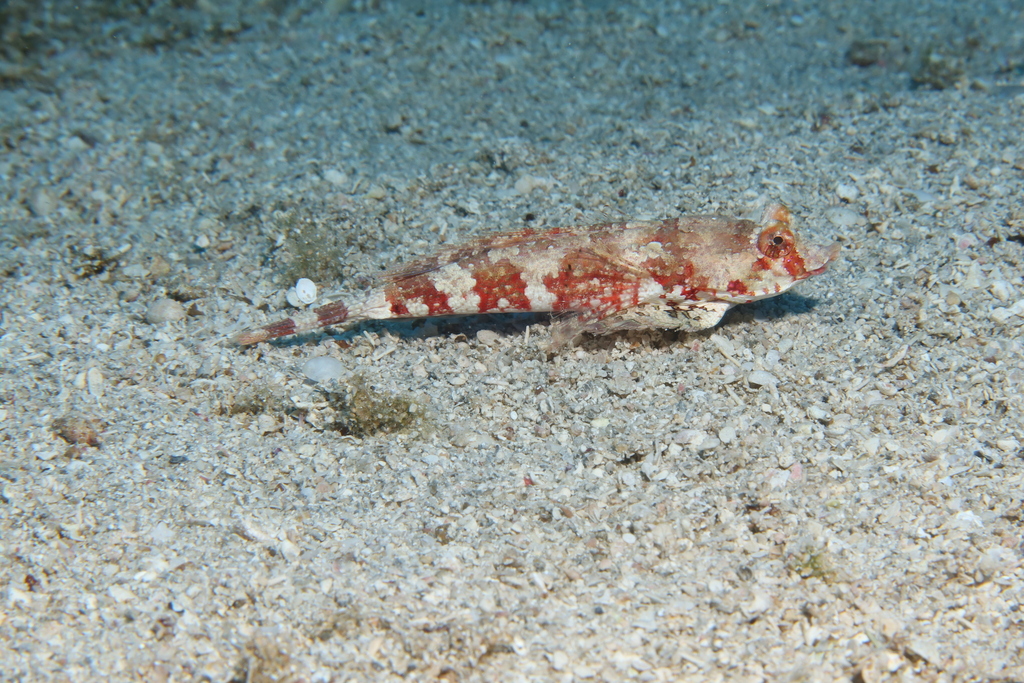 Seychelles dragonet (Synchiropus sechellensis) — Callionymidae