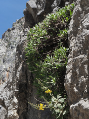 Staehelina fruticosa