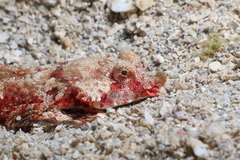 Seychelles Dragonet photo 2