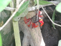 Goniopsis pulchra
