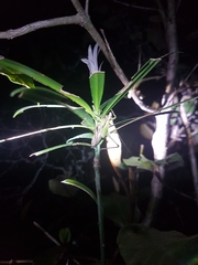 Arytropteris