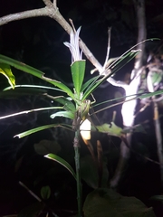 Arytropteris