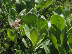 Staehelina fruticosa