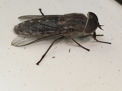 Cydistomyia victoriensis