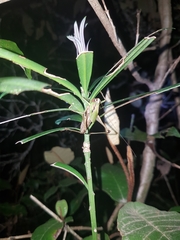 Arytropteris