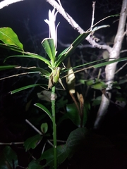 Arytropteris