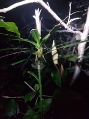 Arytropteris