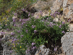 Matthiola incana
