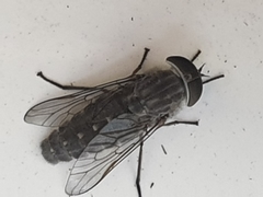Cydistomyia victoriensis