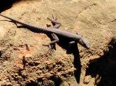 Hemicordylus capensis