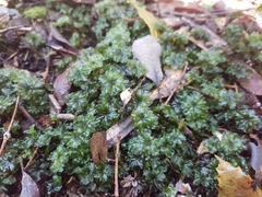 Rhodobryum umbraculum