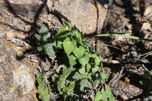 Texas milkvine (Chthamalia producta)