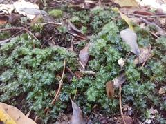 Rhodobryum umbraculum