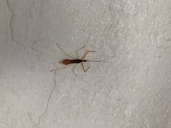 Lingnania braconiformis