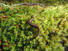 Plethodon elongatus