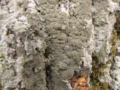 Pertusaria coccodes