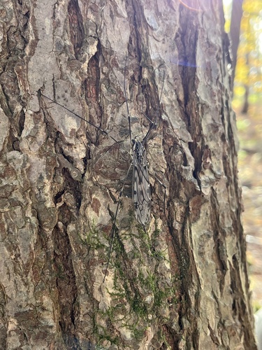 Unknown species found near Dubis St, Adams, MA, US