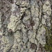 Pertusaria flavida - Photo (c) Zydrunas, some rights reserved (CC BY-NC), uploaded by Zydrunas