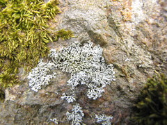 Physcia dubia