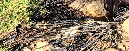 Inland Carpet Python sighting