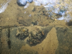 Euastacus yarraensis
