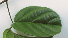 Amphilophium scabriusculum