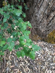 Chorilaena quercifolia