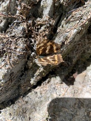 Symbrenthia lilaea formosanus