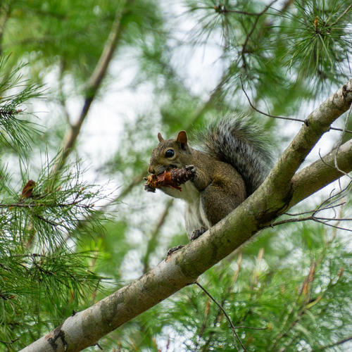 Eastern Gray Squirrel