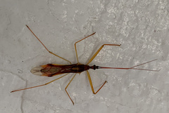 Lingnania braconiformis