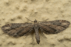 Eupithecia subapicata