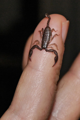 Euscorpius mingrelicus
