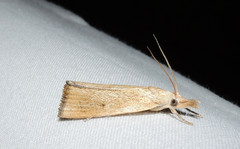 Calamotropha delatalis