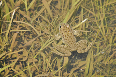 Pelophylax ridibundus