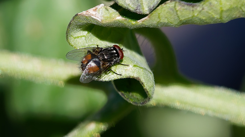 Unknown species found near South Jordan, UT, USA