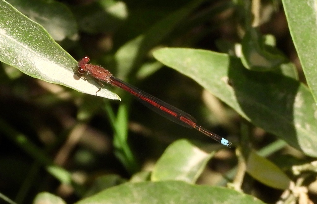 Oxyagrion terminale