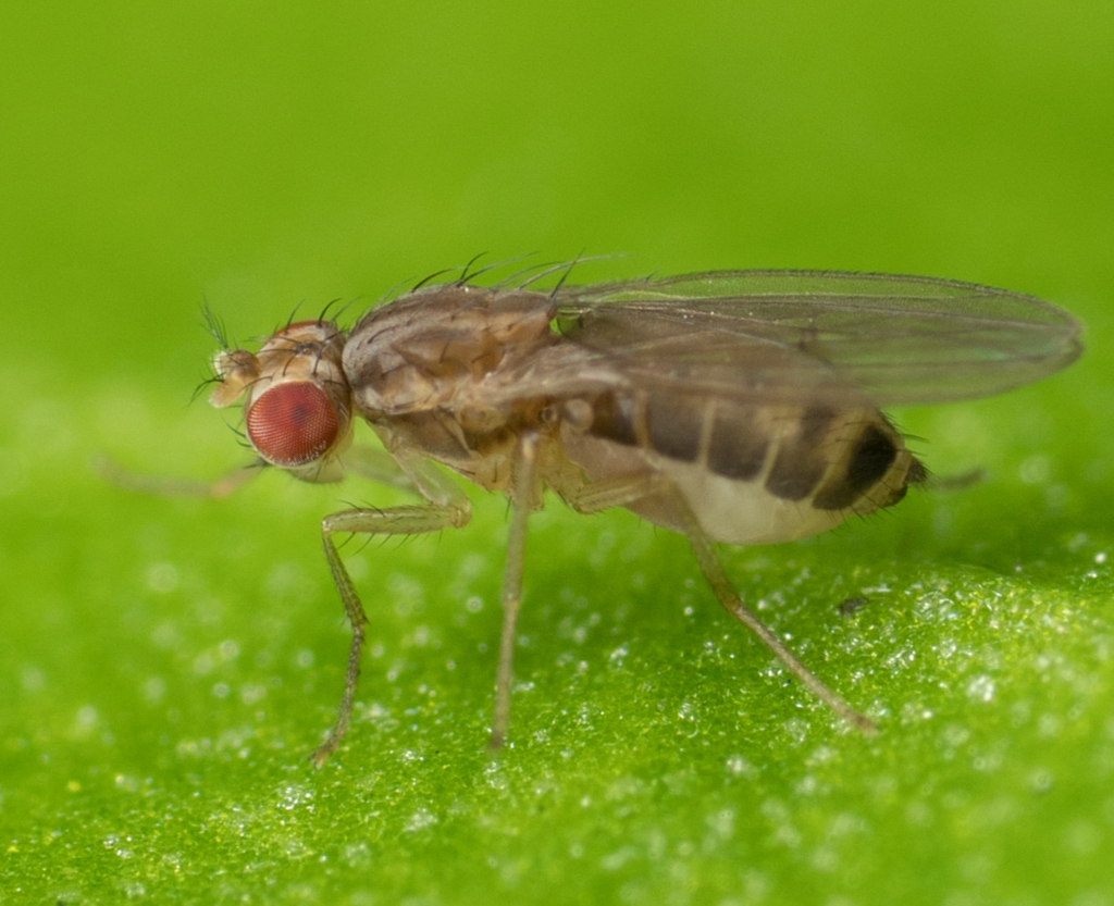 Scaptomyza