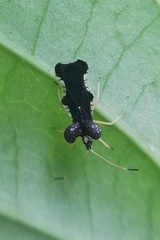 Diconocoris distanti