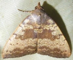 Scedopla umbrosa