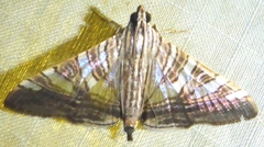 Glyphodes stolalis