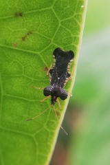 Diconocoris distanti